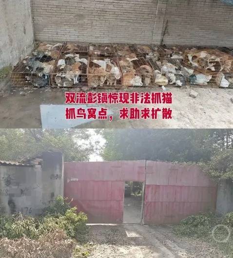 “成都一空置房非法囤猫”？官方通报：共发现被困小猫102只<strong></p>
<p>中国卫星股票</strong>，未发现虐猫行为