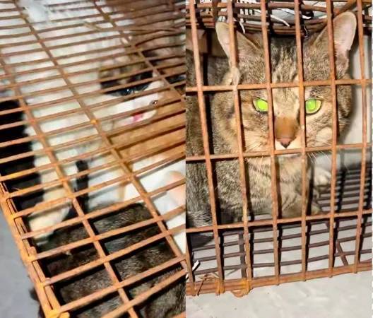 “成都一空置房非法囤猫”？官方通报：共发现被困小猫102只<strong></p>
<p>中国卫星股票</strong>，未发现虐猫行为