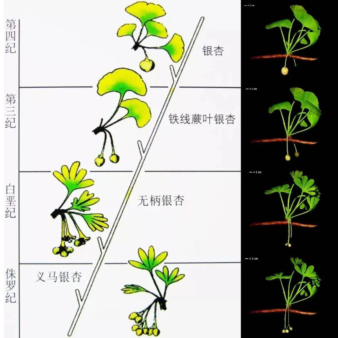 满大街都是银杏树<strong></p>
<p>久其软件股票</strong>，为什么还是濒危物种？