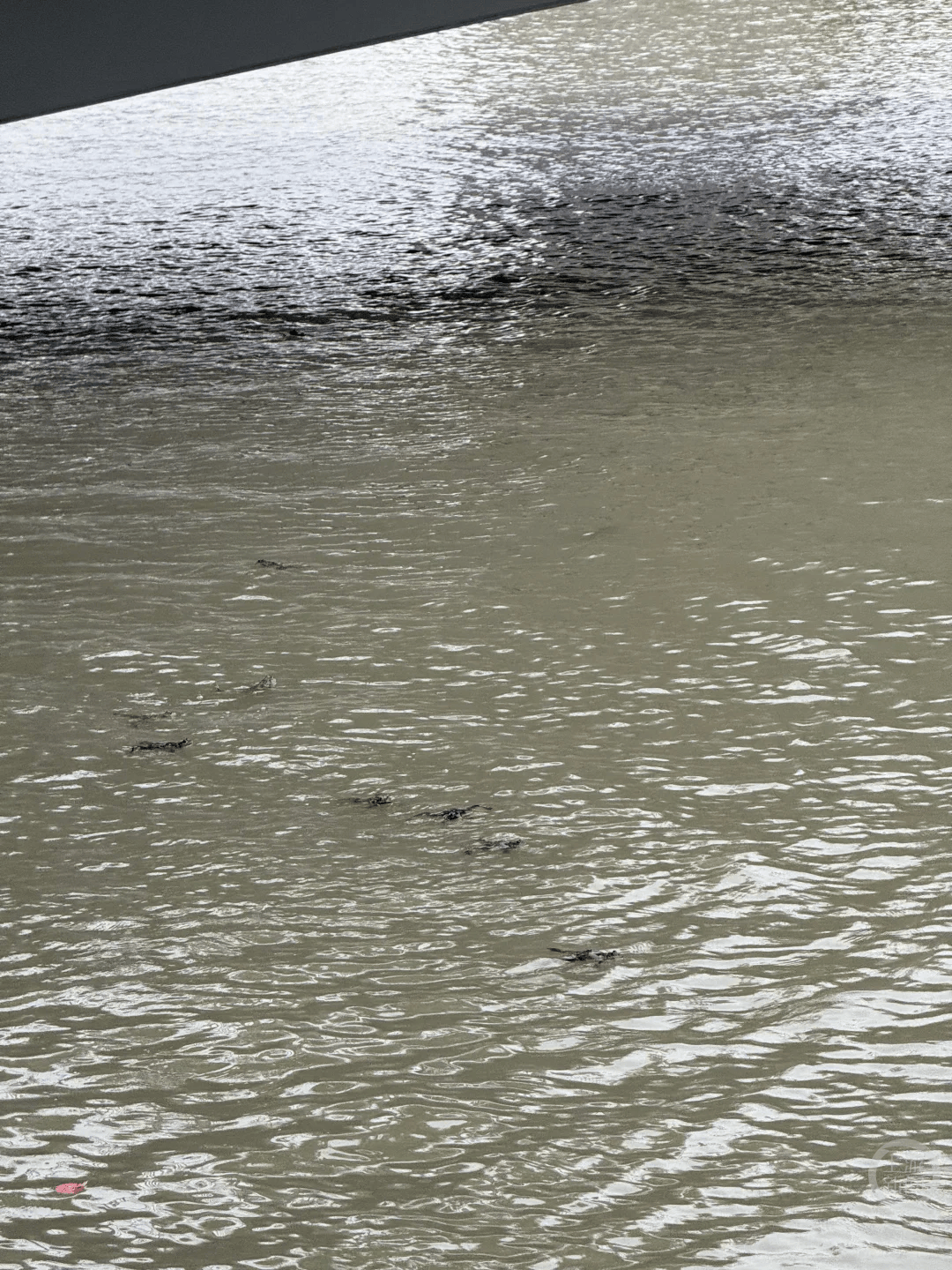 上海苏州河有人放生牛蛙?当地回应:严禁放生外来物种<strong></p>
<p>久其软件股票</strong>,市民可提供相关线索