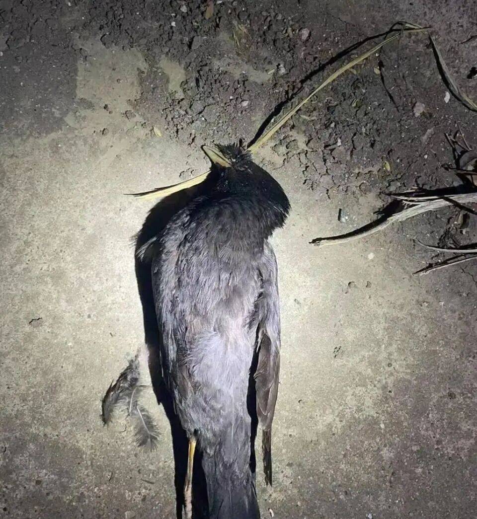 打开冰箱后民警懵了<strong></p>
<p>南极电商股票</strong>!男子"攒"了44只国家保护动物,供自己食用...