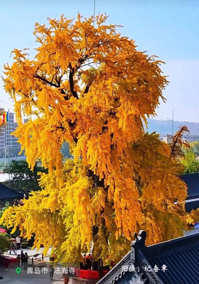 错过等一年！青岛1600岁“银杏王”满树金黄<strong></p>
<p>美国股票</strong>，打卡的人“鼓”了