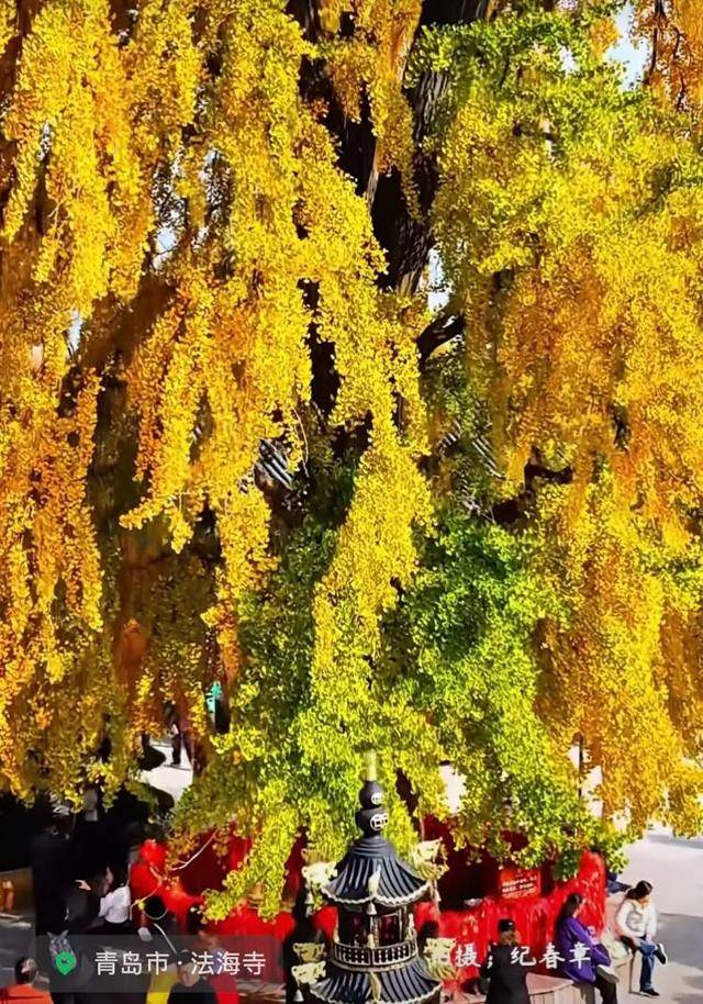 错过等一年！青岛1600岁“银杏王”满树金黄<strong></p>
<p>美国股票</strong>，打卡的人“鼓”了