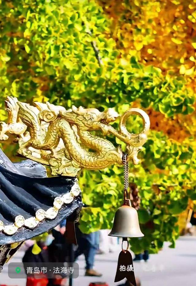 错过等一年！青岛1600岁“银杏王”满树金黄<strong></p>
<p>美国股票</strong>，打卡的人“鼓”了