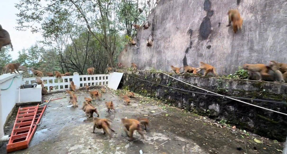 贵州黔灵山猴群一窝蜂冲下山<strong></p>
<p>中国铁建股票</strong>,网友称被吓得汗毛立起来!公园回应:猴群活动,很正常
