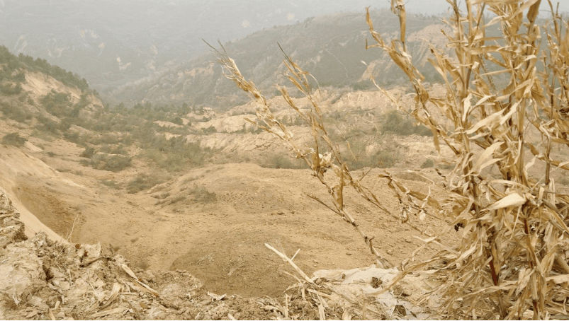 丈夫残疾 农妇雨后独自抢收千斤玉米被掩埋