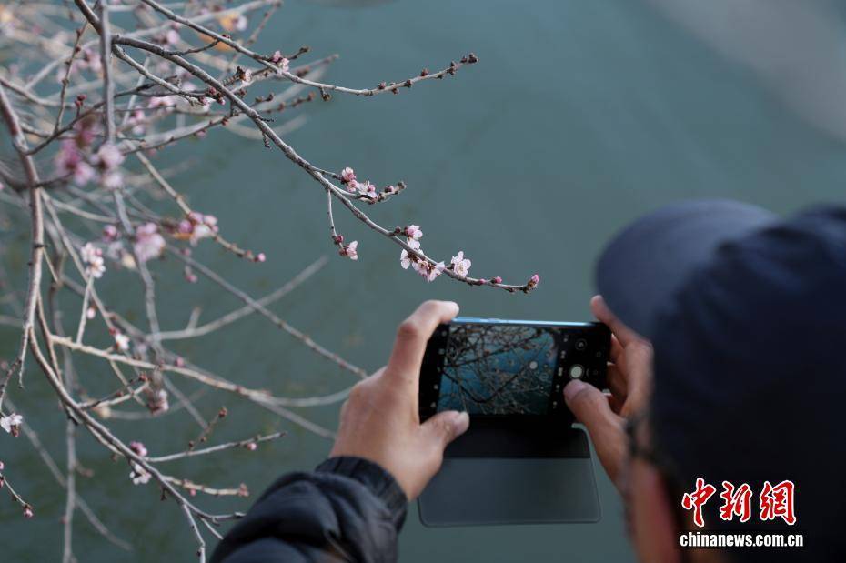 北京颐和园现“春花冬开”景象