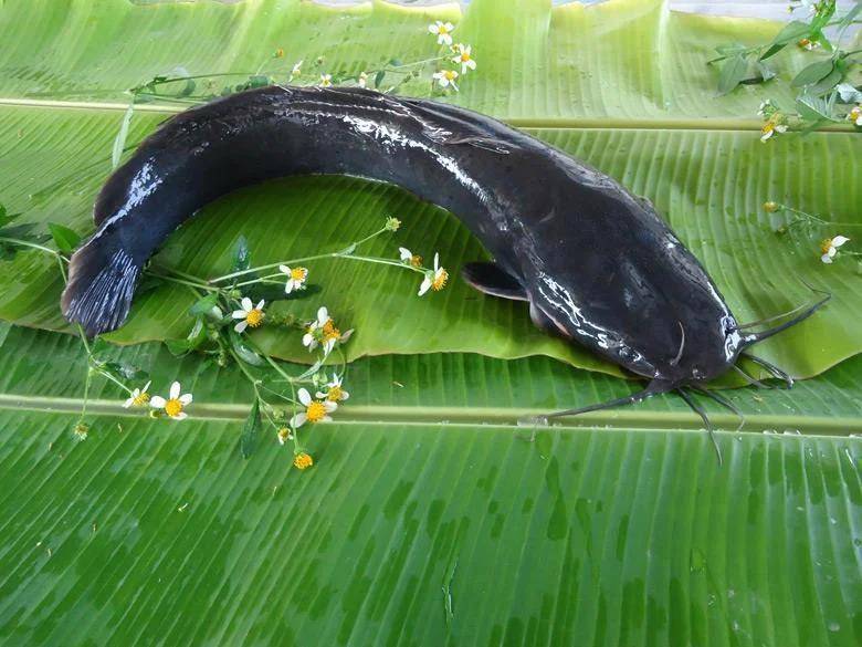 都江堰一水库被放生万斤外来物种埃及塘鲺?官方澄清:已进行阻止和打捞<strong></p>
<p>长虹股票</strong>,经鉴定是本地八须鲶