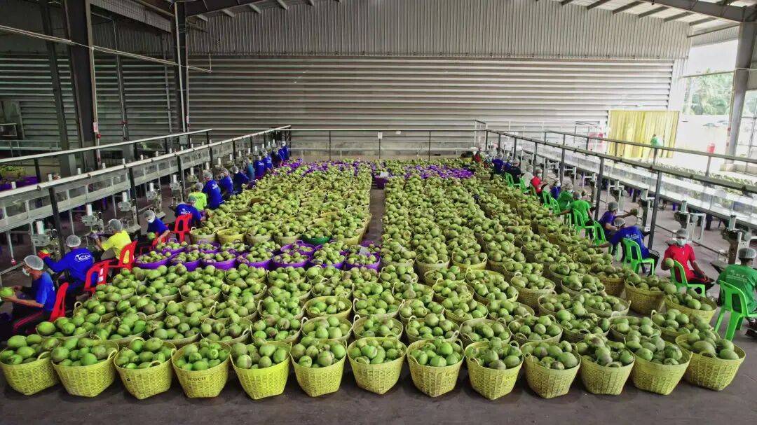 椰子水之外<strong></p>
<p>东北制药股票</strong>，大公司争夺40亿元生椰市场