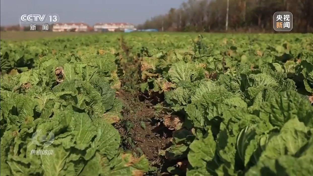 单棵售价超百元<strong></p>
<p>东北制药股票</strong>，起底“套牌白菜”背后的销售套路