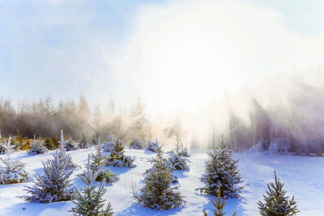 大雪隆冬至 梅香踏春来