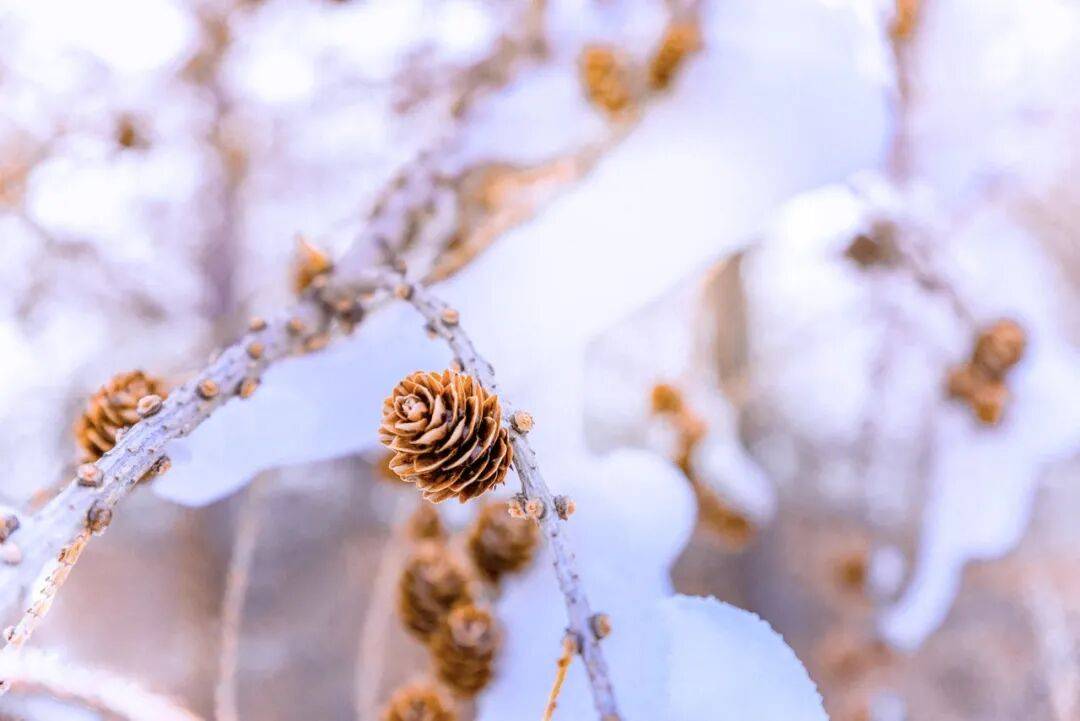 大雪隆冬至 梅香踏春来