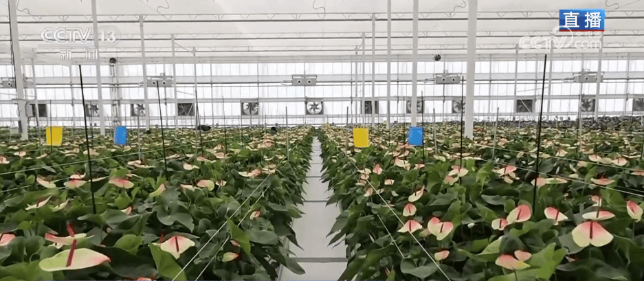 人气旺、消费火<strong></p>
<p>中天科技股票</strong>，热气腾腾！各地市场活跃繁荣 “年经济”释放“新”热度