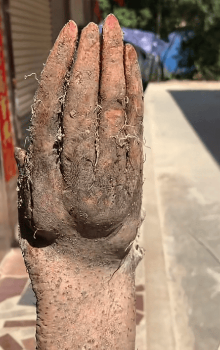 村民在菜地挖出“手掌山药”<strong></p>
<p>星星科技股票</strong>,五指形状清晰还有“指甲盖”,有人出价8千购买被拒